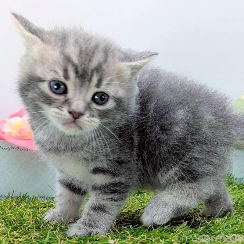 販売中の大阪府のスコティッシュフォールド-139080の3枚目