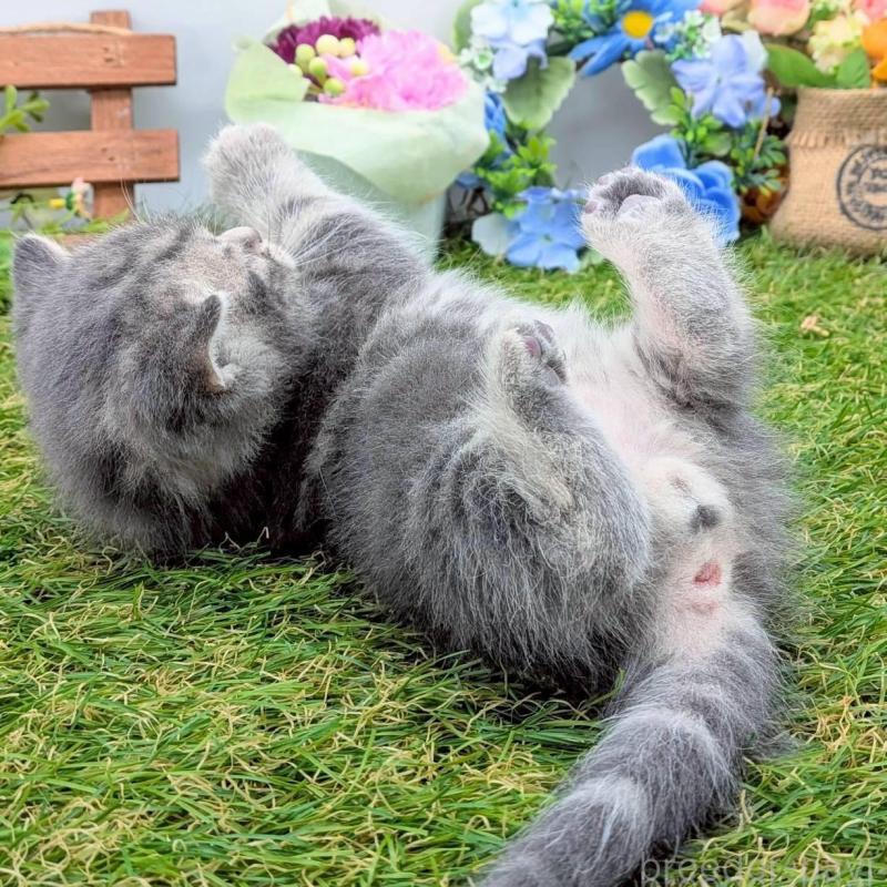 販売中の大阪府のスコティッシュフォールド-139080の2枚目