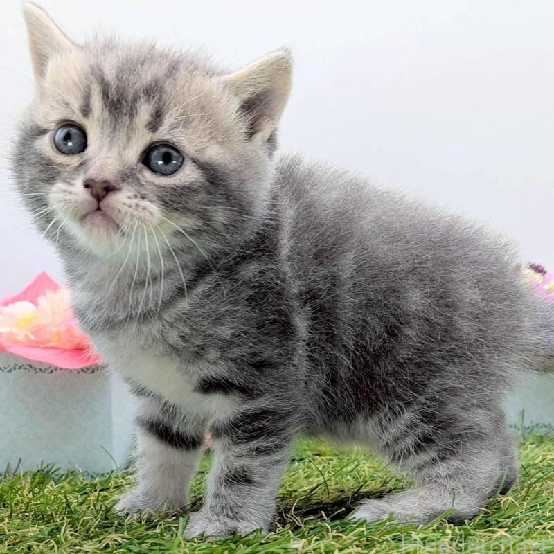 販売中の大阪府のスコティッシュフォールド-139080