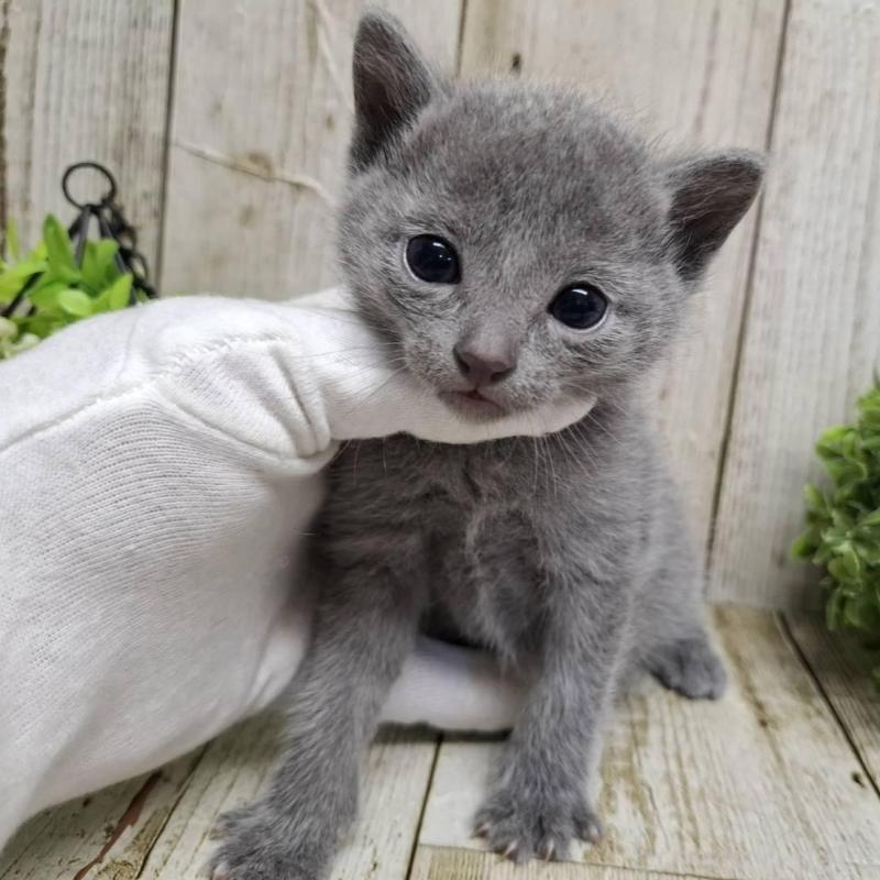 販売中の千葉県のロシアンブルー-139083