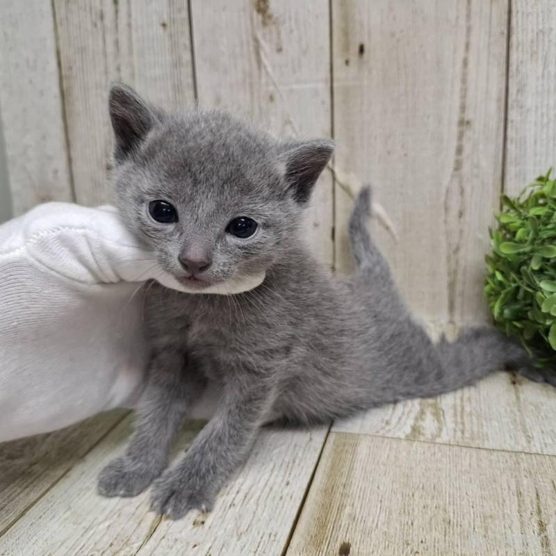 販売中の千葉県のロシアンブルー-139083の10枚目