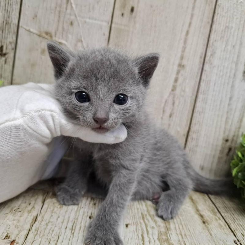 販売中の千葉県のロシアンブルー-139083の9枚目