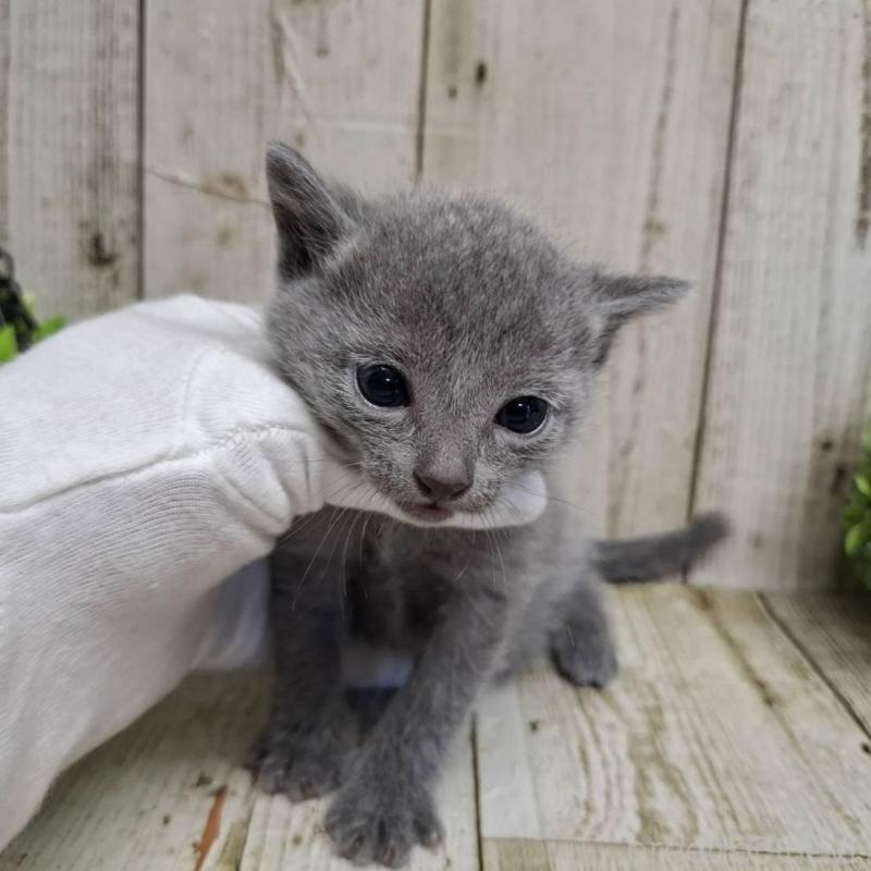 販売中の千葉県のロシアンブルー-139083の8枚目