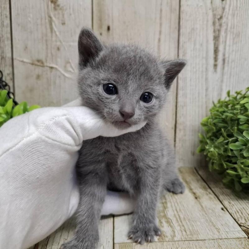 販売中の千葉県のロシアンブルー-139083の7枚目