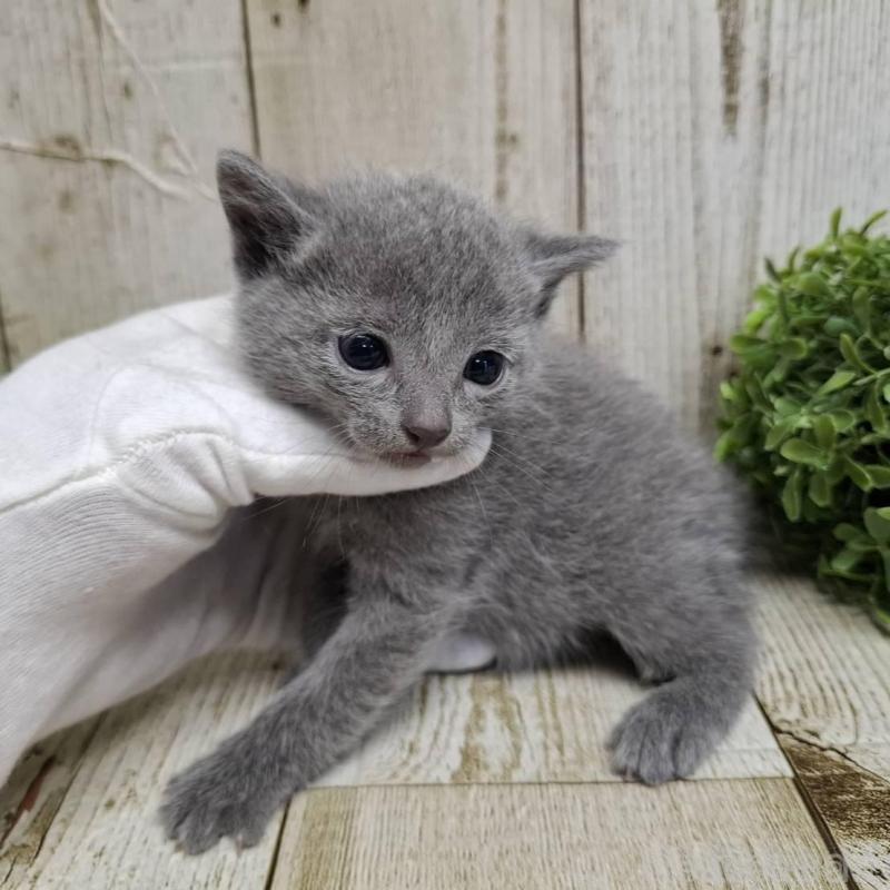 販売中の千葉県のロシアンブルー-139083の6枚目