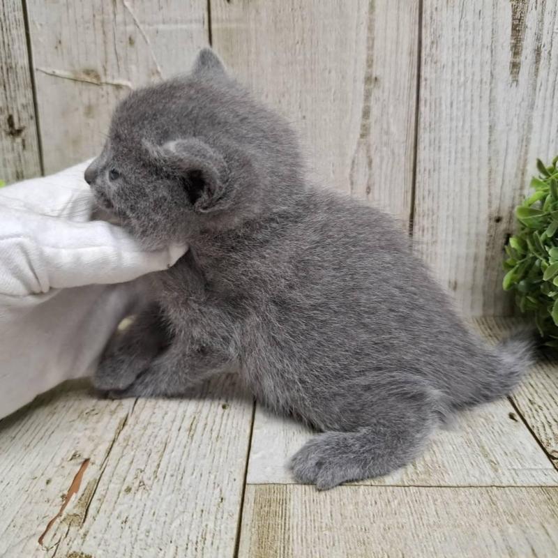 販売中の千葉県のロシアンブルー-139083の5枚目