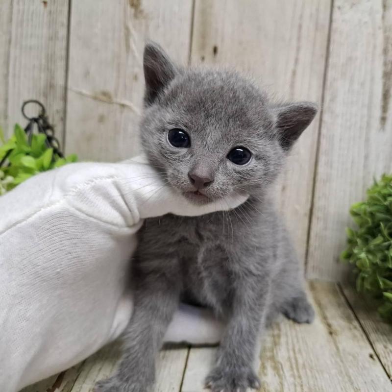 販売中の千葉県のロシアンブルー-139083の4枚目