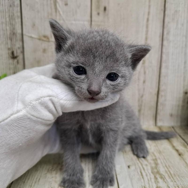 販売中の千葉県のロシアンブルー-139083の3枚目