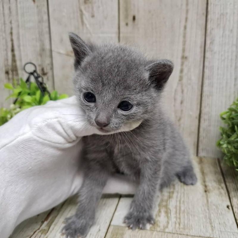 販売中の千葉県のロシアンブルー-139083の2枚目