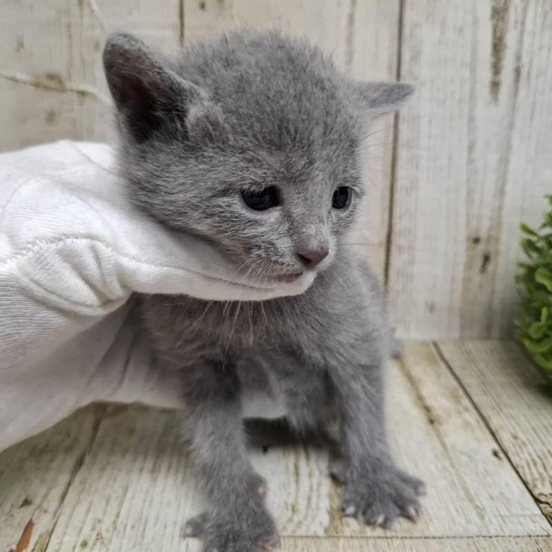 販売中の千葉県のロシアンブルー-139084の10枚目