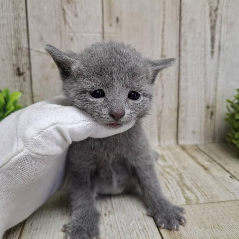 販売中の千葉県のロシアンブルー-139084の9枚目