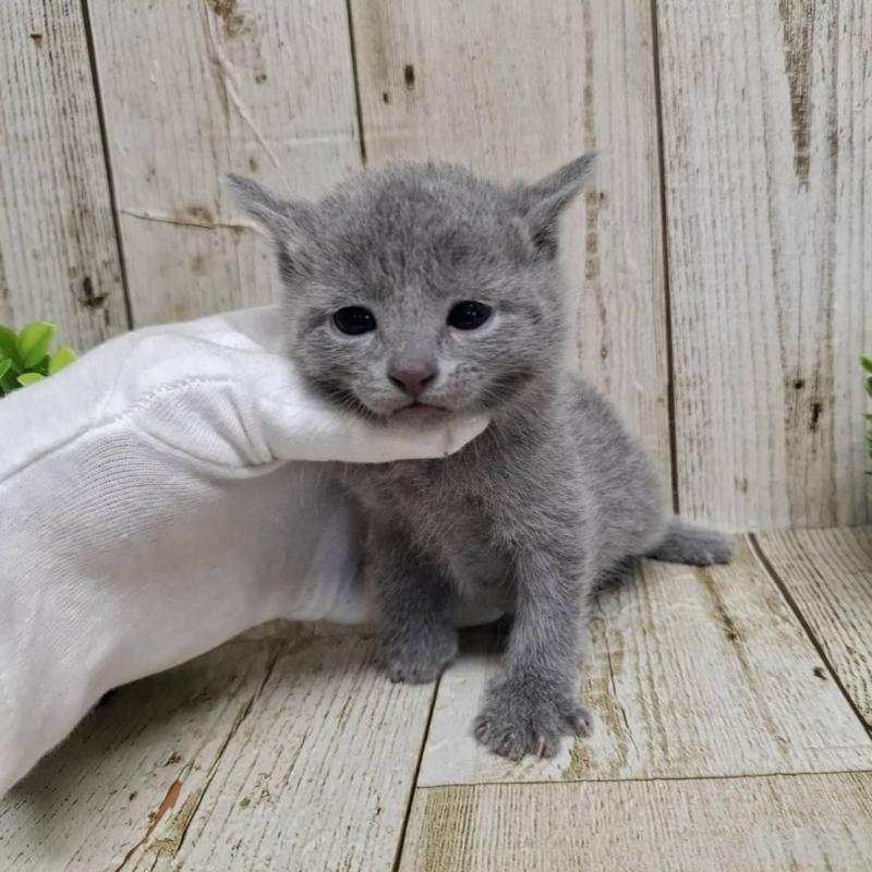 販売中の千葉県のロシアンブルー-139084の8枚目