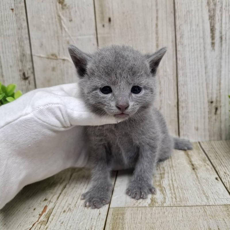 販売中の千葉県のロシアンブルー-139084の7枚目