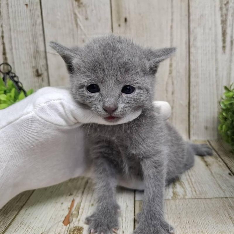 販売中の千葉県のロシアンブルー-139084の6枚目