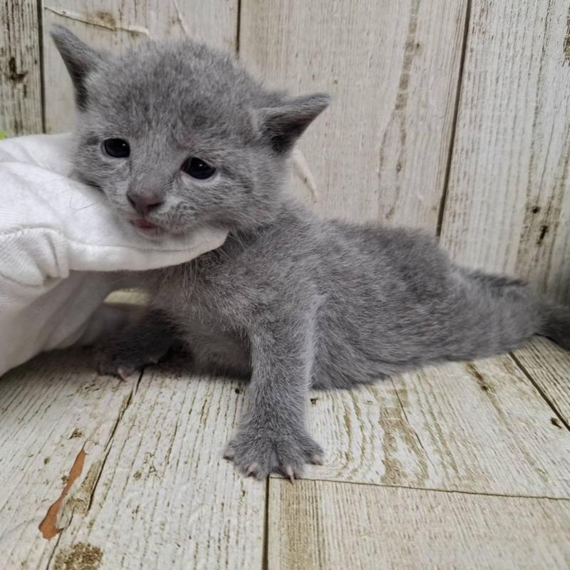 販売中の千葉県のロシアンブルー-139084の5枚目