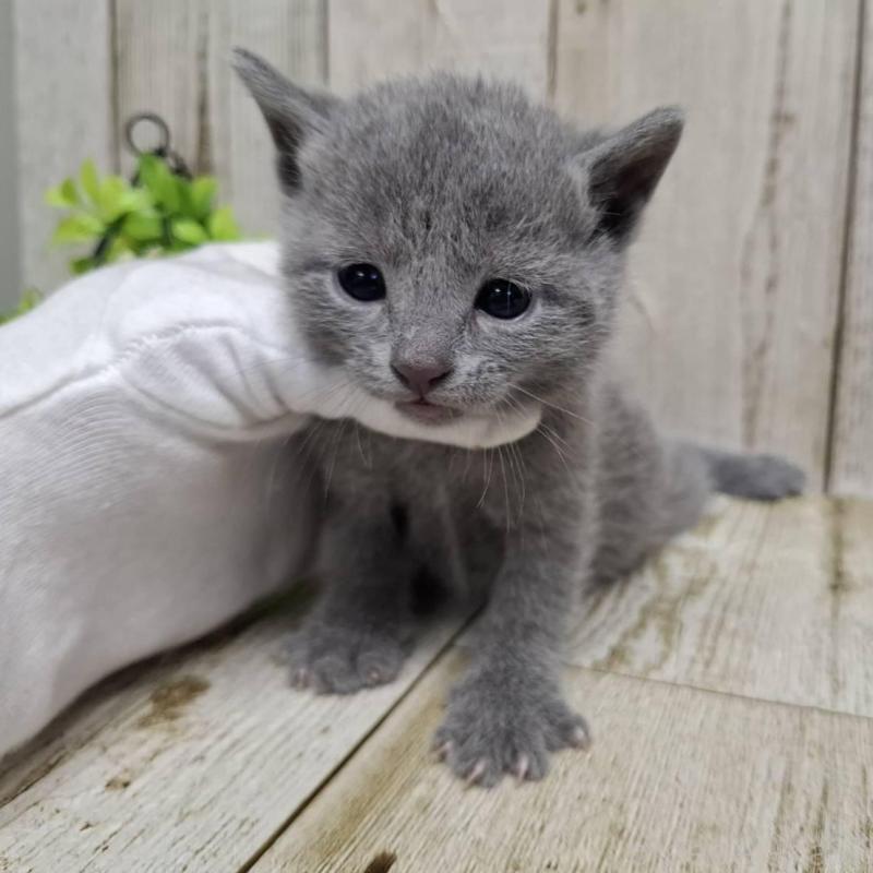 販売中の千葉県のロシアンブルー-139084の4枚目