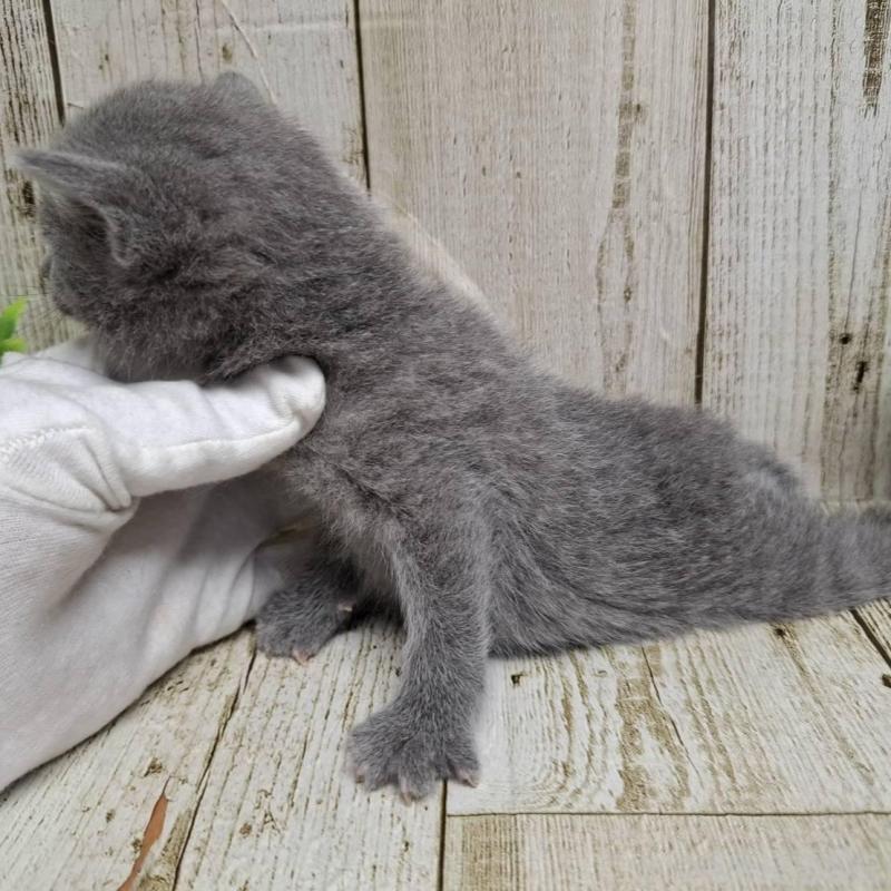 販売中の千葉県のロシアンブルー-139084の3枚目