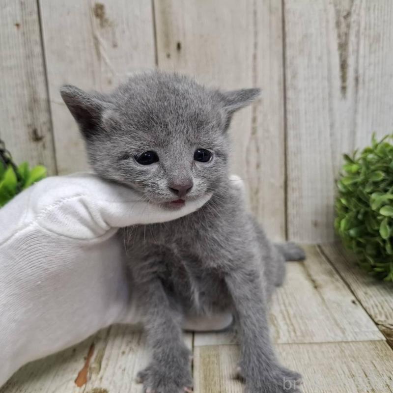 販売中の千葉県のロシアンブルー-139084の2枚目