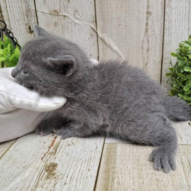 販売中の千葉県のロシアンブルー-139085の10枚目