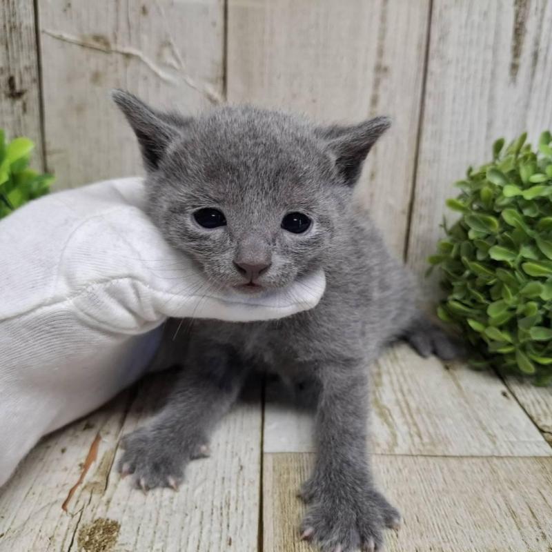 販売中の千葉県のロシアンブルー-139085の9枚目