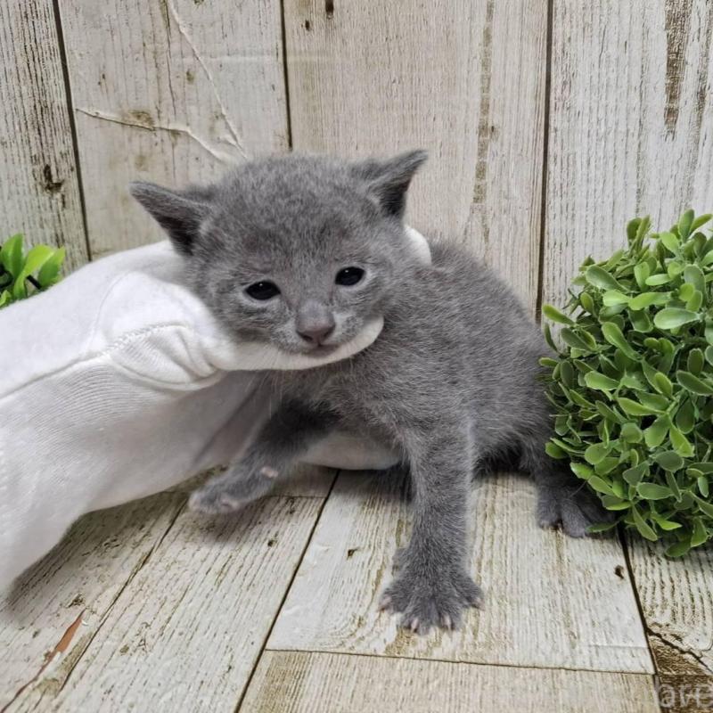 販売中の千葉県のロシアンブルー-139085の8枚目