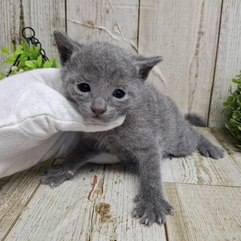 販売中の千葉県のロシアンブルー-139085の7枚目