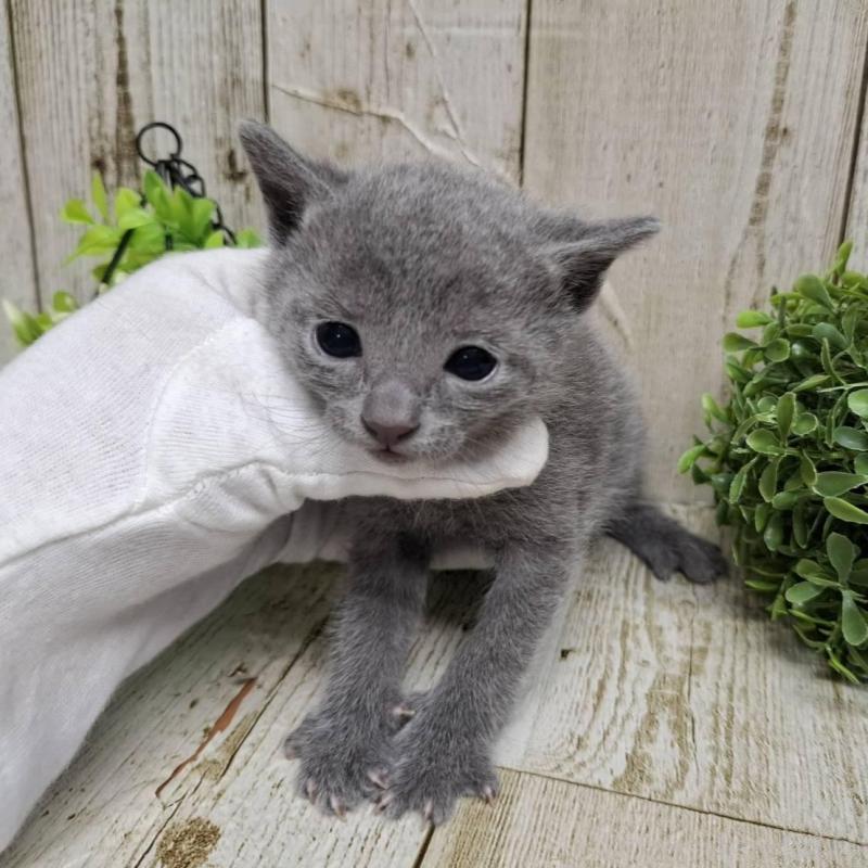 販売中の千葉県のロシアンブルー-139085の6枚目