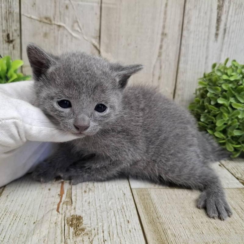 販売中の千葉県のロシアンブルー-139085の5枚目