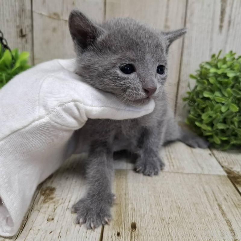 販売中の千葉県のロシアンブルー-139085の4枚目