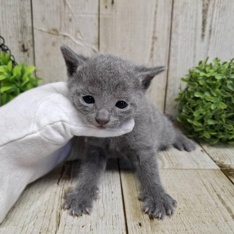 販売中の千葉県のロシアンブルー-139085の3枚目