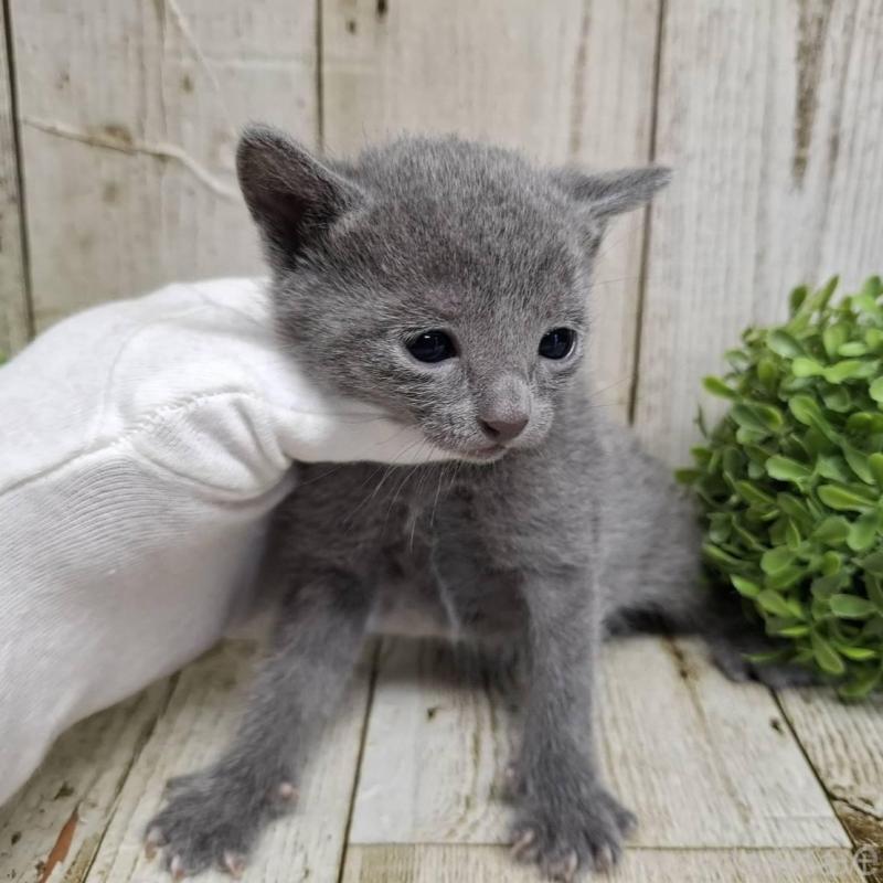 販売中の千葉県のロシアンブルー-139085の2枚目