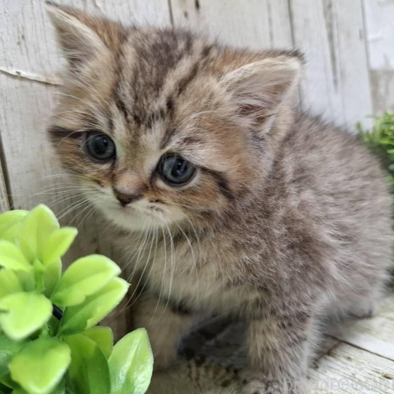 販売中の千葉県のミヌエット-139086の14枚目