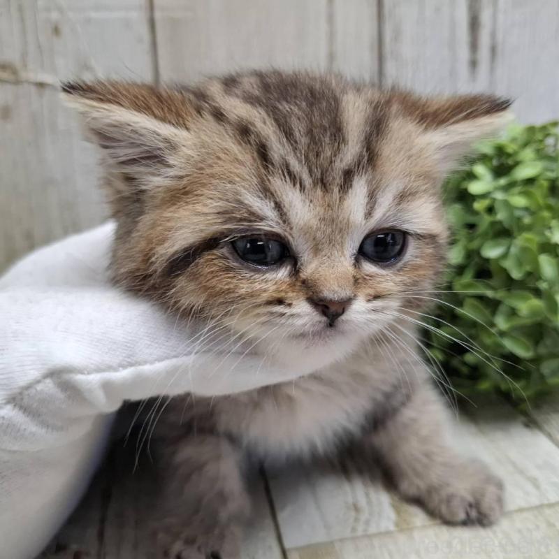 販売中の千葉県のミヌエット-139086の13枚目