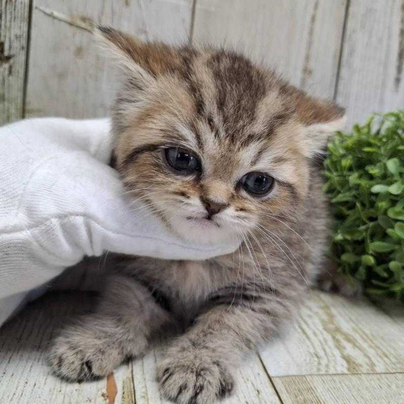 販売中の千葉県のミヌエット-139086の11枚目