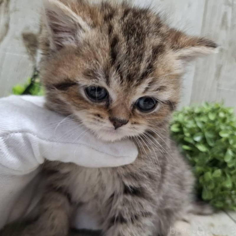 販売中の千葉県のミヌエット-139086の10枚目