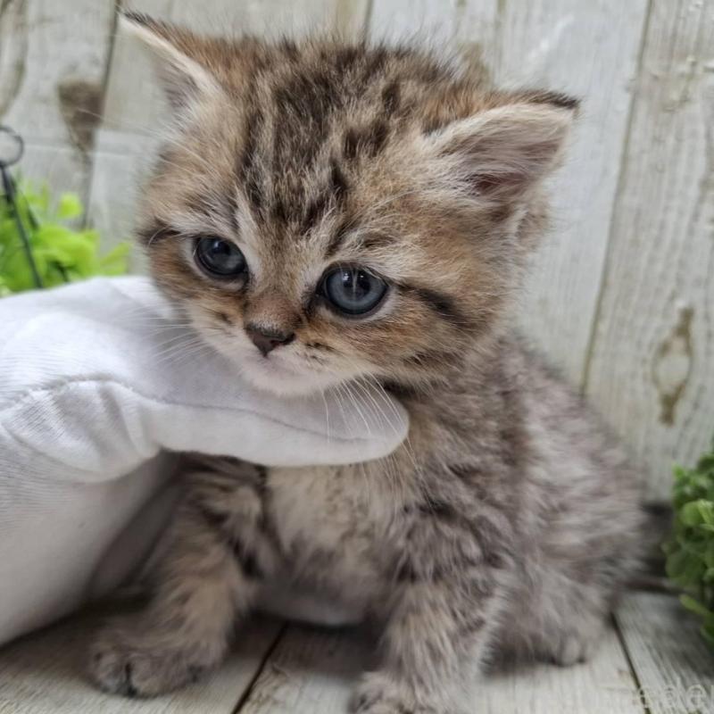 販売中の千葉県のミヌエット-139086の9枚目