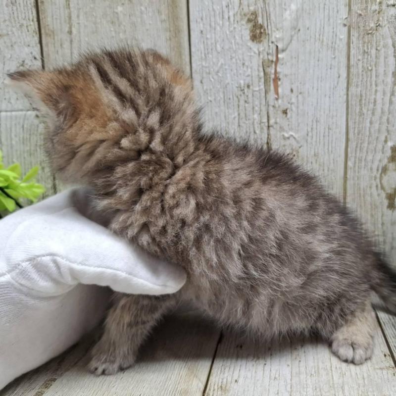 販売中の千葉県のミヌエット-139086の7枚目