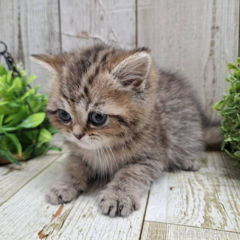 販売中の千葉県のミヌエット-139086の6枚目