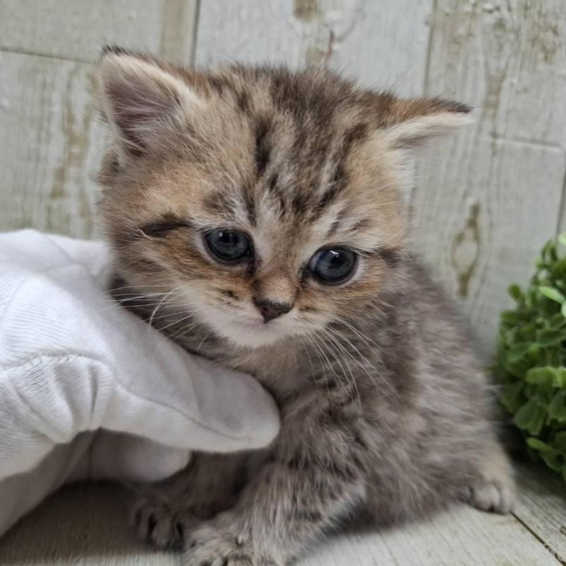 販売中の千葉県のミヌエット-139086の5枚目