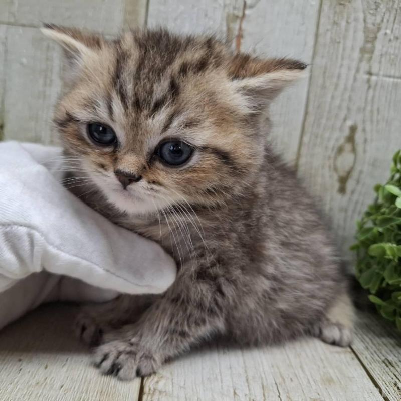 販売中の千葉県のミヌエット-139086の4枚目