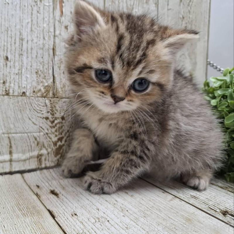 販売中の千葉県のミヌエット-139086の3枚目