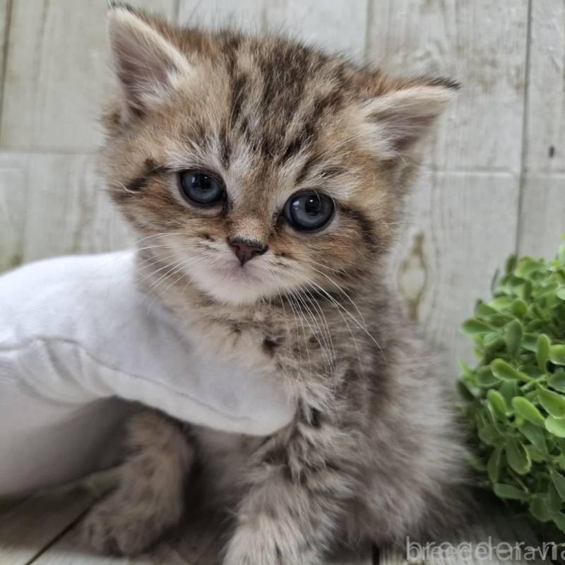 販売中の千葉県のミヌエット-139086の2枚目