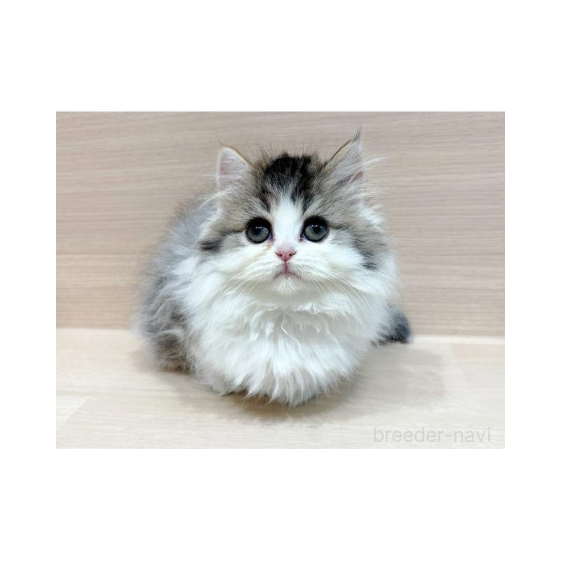 販売中の東京都のサイベリアン-139088