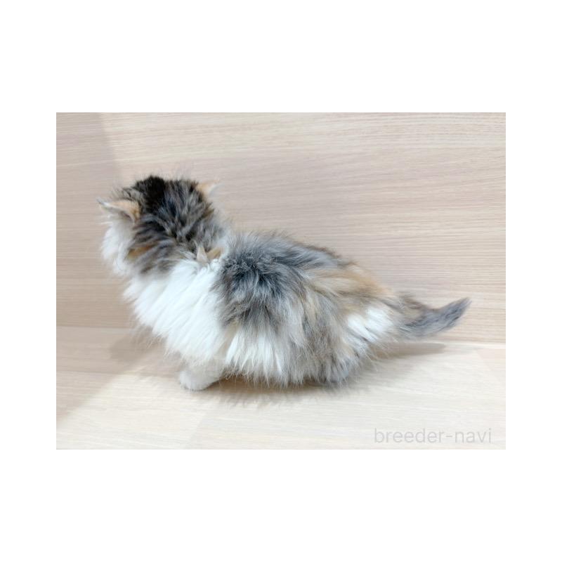 販売中の東京都のサイベリアン-139088の5枚目