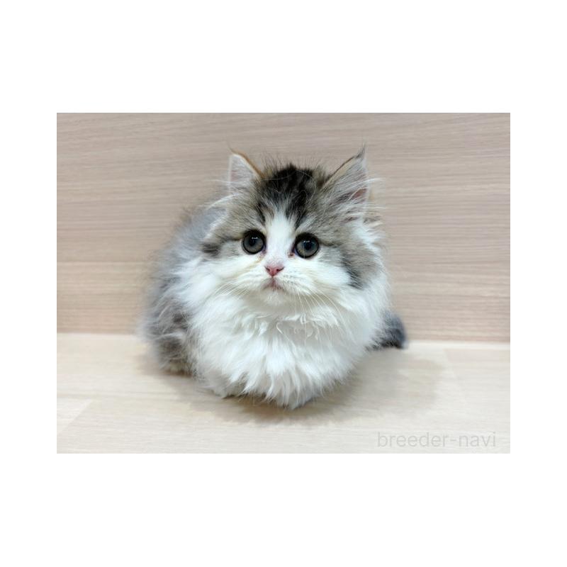 販売中の東京都のサイベリアン-139088の4枚目