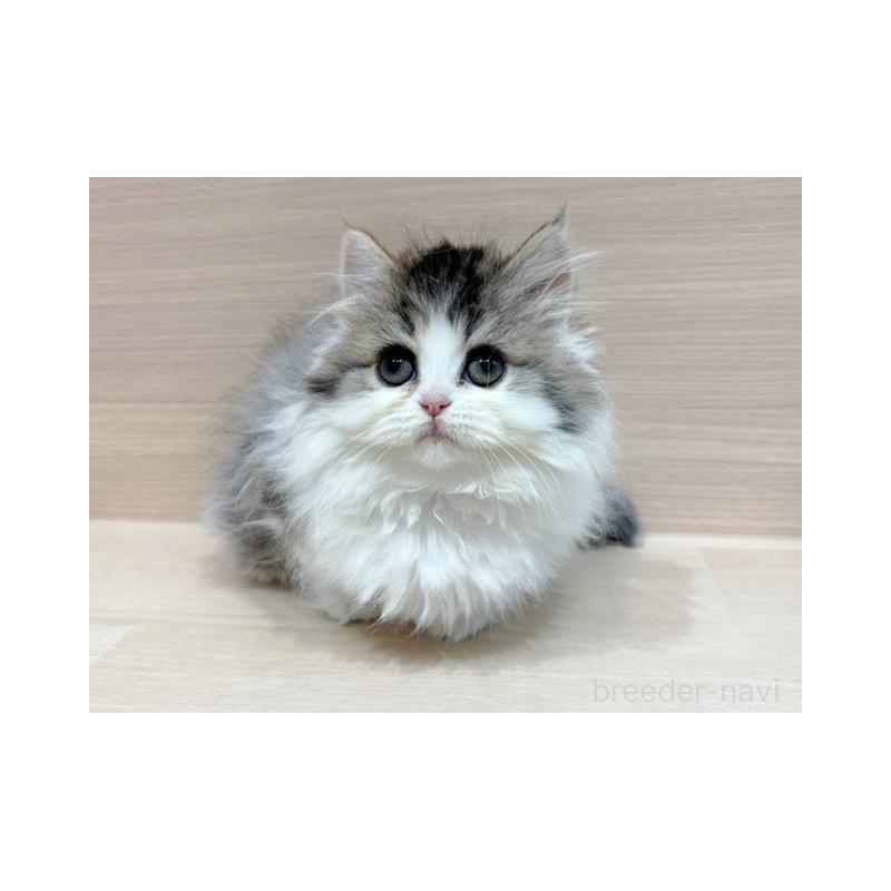 販売中の東京都のサイベリアン-139088の3枚目