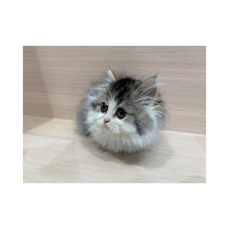 販売中の東京都のサイベリアン-139088の2枚目