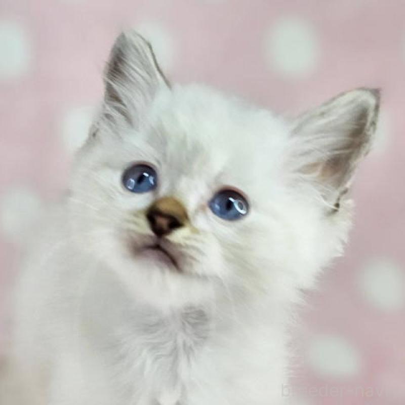 販売中の千葉県のバーマン-139087の6枚目