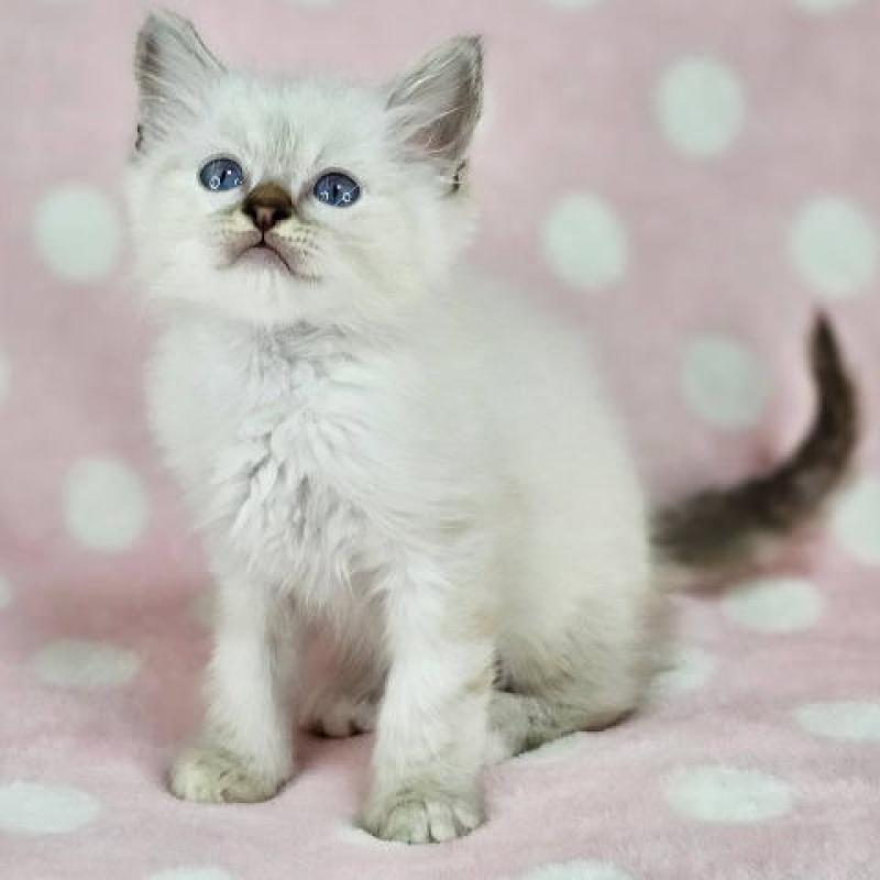 販売中の千葉県のバーマン-139087の4枚目