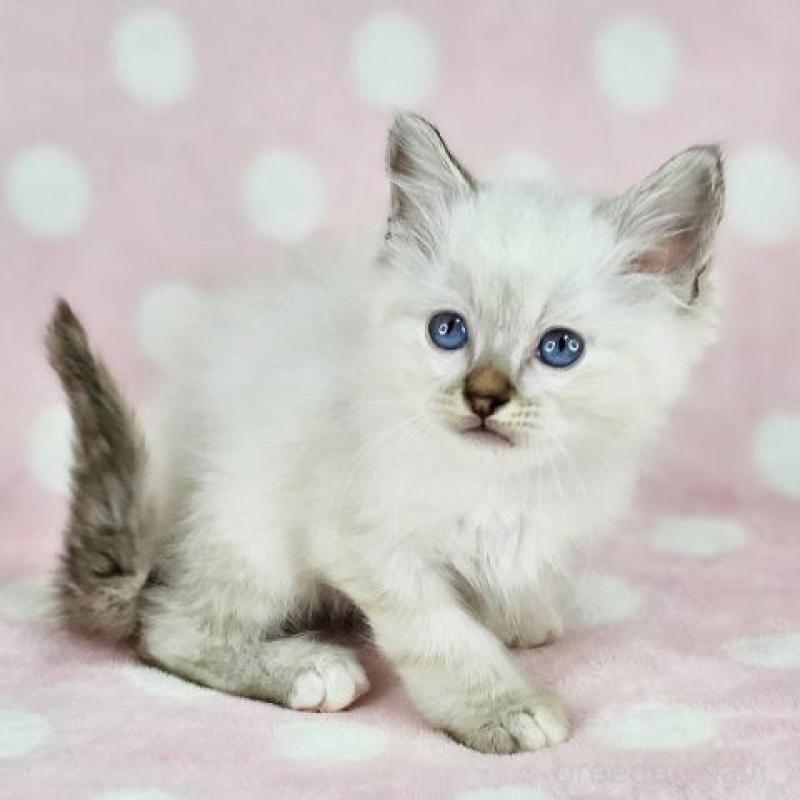 販売中の千葉県のバーマン-139087の3枚目